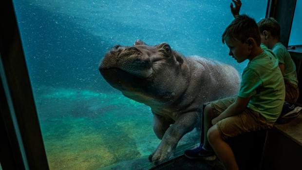 Foto: Petr Hamerník, Zoo Praha