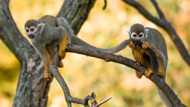 Foto: Petr Hamerník, Zoo Praha
