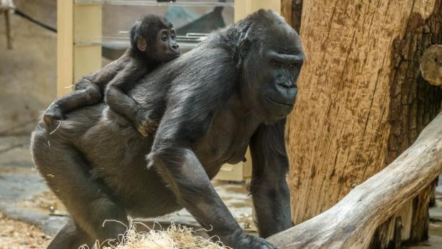 Sameček Ajabu sledoval větší část oslavy svých prvních narozenin z bezpečí zad matky Shindy. Foto: Petr Hamerník, Zoo Praha.