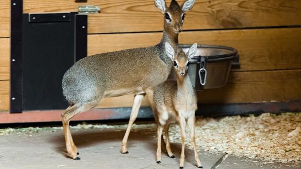 Mládě dikdika v Zoo Praha se má podle chovatelů čile k světu. Ve skupině je vzhledem ke své velikosti velmi dobře rozpoznatelný. Plného vzrůstu by měl dosáhnout zhruba v sedmi měsících. Autor: Petr Hamerník, Zoo Praha 