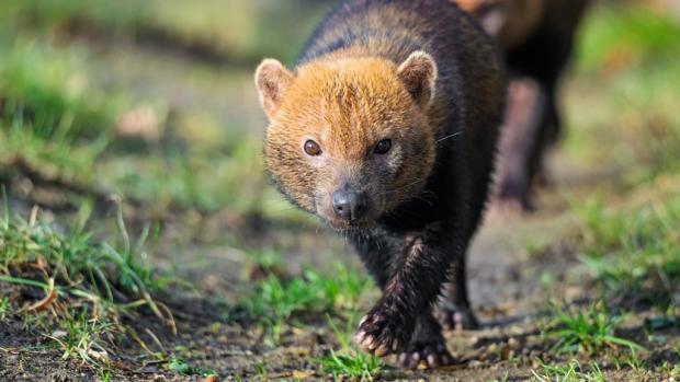 Nově příchozí samice psa pralesního je dle slov vrchní chovatelky zatím rezervovaná, ale již se osměluje. Foto: Petr Hamerník, Zoo Praha