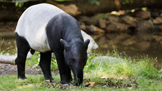 Tapír čabrakový, foto: Tomáš Adamec, Zoo Praha