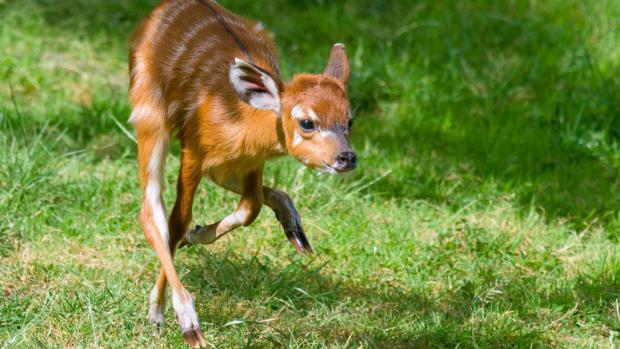 Obě sestřičky jsou zdravé a užívají si rozlehlého výběhu. Foto: Petr Hamerník, Zoo Praha