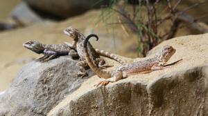 Terárium Kattakum. Foto: Petr Velenský, Zoo Praha