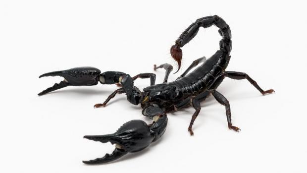 Veleštír trnitý (Heterometrus spinifer) je jedním z největších zástupců rodu. K obraně používá masivní makadla (klepeta) a dospělé zvíře vydrží více než rok nepřijímat potravu bez trvalých následků. Foto: Petr Hamerník, Zoo Praha.