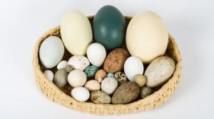 Dokážete určit, kterým ptačím druhům jednotlivá vejce patří? Foto: Václav Šilha, Zoo Praha