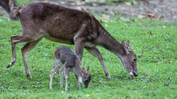 Zoo Praha je jedna ze šesti evropských zoo, která sambary ostrovní chová. Foto: Petr Hamerník, Zoo Praha