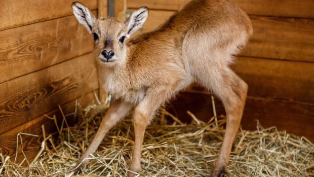 A baby Lechwe was born on Saturday  January 3rd in our Zoo. Photo Miroslab Bobek, Prague Zoo