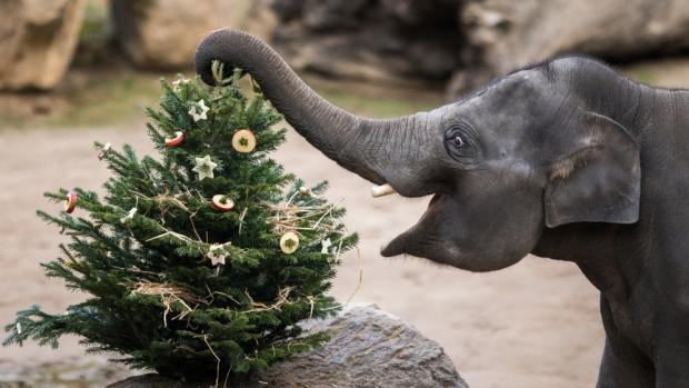 Ještě než sloni jehličnany spořádají, užijí si s nimi velkou zábavu. Chutný enrichment dostanou sloni oba dny v pravé poledne. Foto Petr Hamerník, Zoo Praha