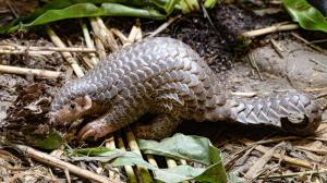 Male Chinese pangolin Gun Bao. Photo: Taipei Zoo