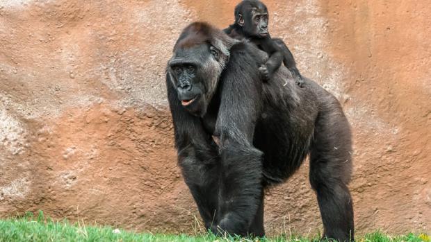 Kamba si malého Ajabu „půjčuje“ stále častěji. Foto: Petr Hamerník, Zoo Praha 