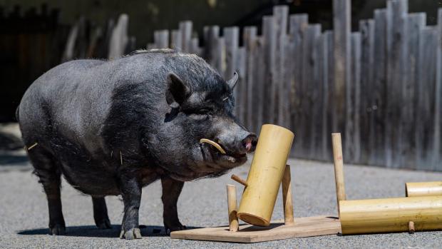 Vystoupení v Rezervaci Bororo bude zaměřené na oblíbené aktivity a hry zvířat. Foto: Khalil Baalbaki, Zoo Praha