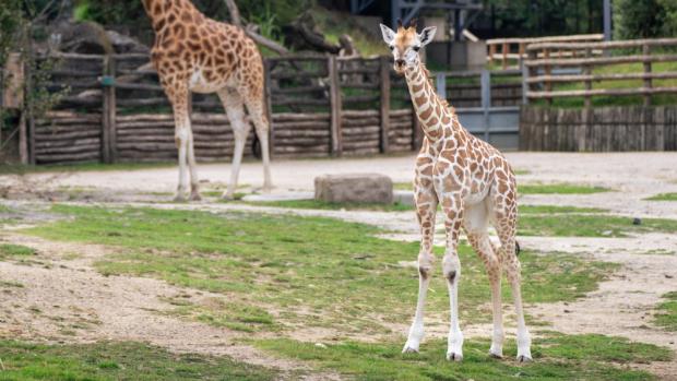Matkou mláděte je samice Faraa, třicetinásobným otcem se stal posmrtně samec Johan. Foto Oliver Le Que, Zoo Praha