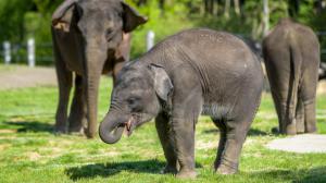Slůně Rudi (uprostřed) oslaví třetí narozeniny. Foto: Petr Hamerník, Zoo Praha