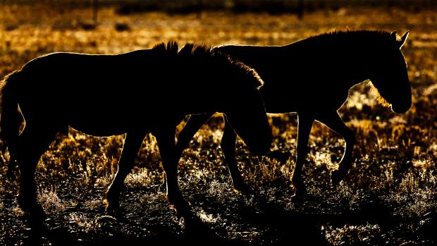 Pražšt koně v Mongolsku. Foto: Miroslav Bobek, Zoo Praha