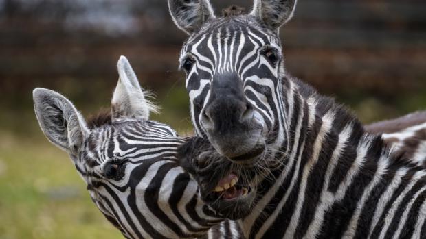 Foto: Petr Hamerník, Zoo Praha