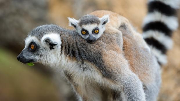 Osmiletá samice Anka se o svého potomka vzorně stará a kojí jej. Foto Petr Hamerník, Zoo Praha