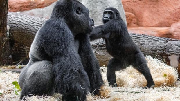 Photo: Miroslav Bobek, Prague Zoo