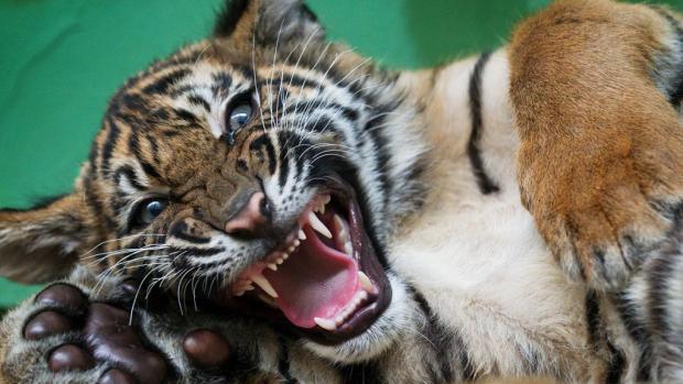 Pětiměsíční kotě tygra sumaterského. Foto: Tomáš Adamec, Zoo Praha