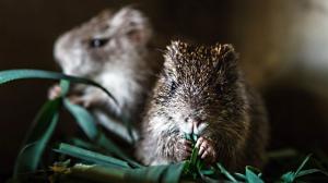 Nejnovější aktivitou je založení chovu řekomyší afrických. Foto: Miroslav Bobek, Zoo Praha