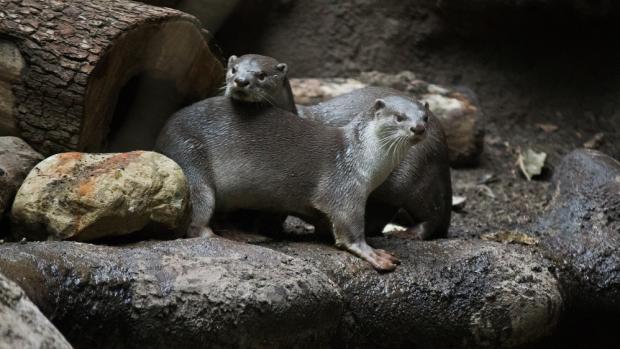 Vydry hladkosrsté, foto: Tomáš Adamec, Zoo Praha