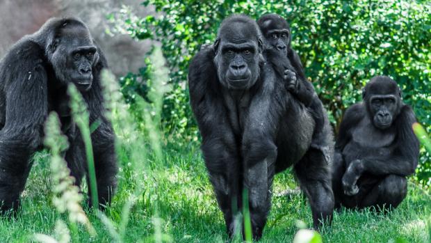 Foto: Petr Hamerník, Zoo Praha 