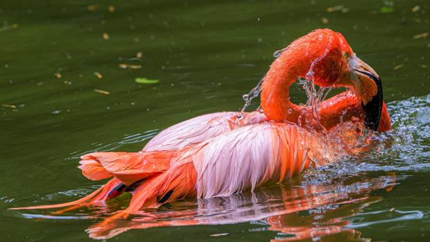 Plameňák kubánský je jedním ze tří druhů plameňáků chovaných v expozičním celku Vodní svět a opičí ostrovy. Foto: Petr Hamerník, Zoo Praha