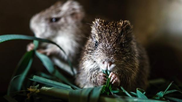 Nejnovější aktivitou je založení chovu řekomyší afrických. Foto: Miroslav Bobek, Zoo Praha