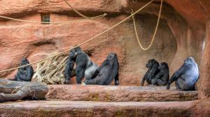 Rodinná skupina goril v expozici Dja. Zleva: Duni s Mobi v náručí, Kisumu, Kijivu, Shinda, Ajabu a Kamba. Foto: Petr Hamerník, Zoo Praha