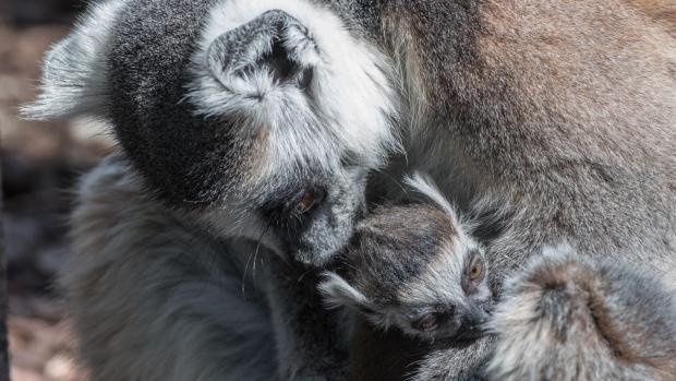 Tento snímek mláděte lemura kata vznikl krátce po porodu. Matka mládě řádně očistila a začala kojit. Foto: Vít Lukáš, Zoo Praha.