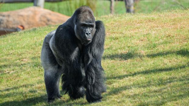 Samec gorily nížinné Kisumu, foto: Petr Hamerník, Zoo Praha