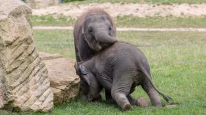 Slůňata se v Zoo Praha často přetlačují a zjišťují, které z nich má více síly. Foto: Václav Šilha, Zoo Praha.