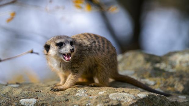 Foto: Petr Hamerník, Zoo Praha