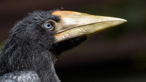 Zoo Praha se dočkala dvou mláďat dvojzoborožce nosorožčího. Foto: Petr Hamerník, Zoo Praha