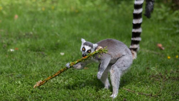 Tradičně nadšení byli z pomlázek lemuři kata, měli je ještě vylepšené ovocnou pomazánkou.  Foto: Václav Šilha, Zoo Praha.