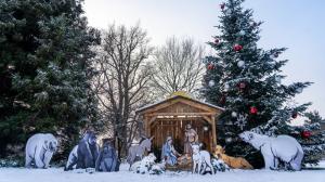 I letos budou návštěvníci Zoo Praha moci obdivovat vzrostlou kavkazskou jedli a tematický betlém, do kterého tradičně přibyde nové zvíře. Foto Oliver Le Que, Zoo Praha