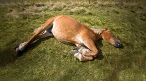 V případě, že budete svědky nedovoleného krmení zvířat, informujte nás neprodleně na čísle +420 296 112 230. Foto: Alamy.com