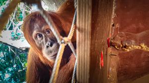 A still from a video about enrichment for orangutans. Author:  Vendula Hejná