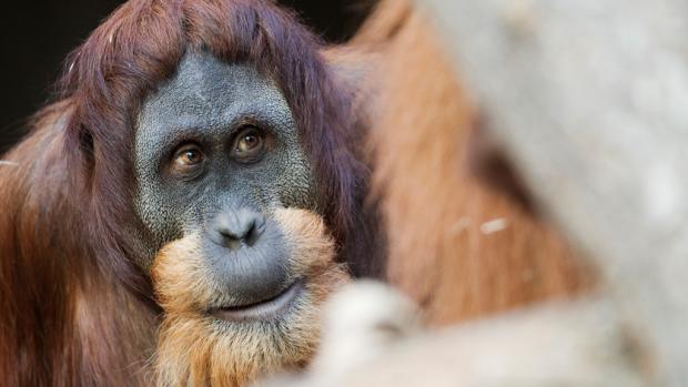 Foto: Tomáš Adamec, Zoo Praha