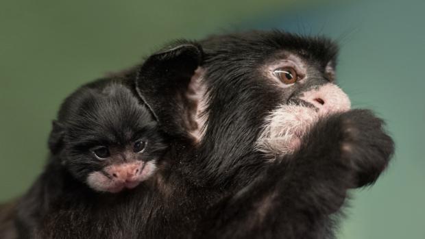 První mládě tamarína bělovousého je převážně v péči matky. Foto: Vít Lukáš, Zoo Praha