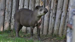 Ve výběhu v dolní části Zoo Praha se od čtvrtka zabydluje nová, geneticky cenná samice tapíra jihoamerického – Taluen. Oba rodiče její matky pocházejí z přírody. Foto: Václav Šilha, Zoo Praha.