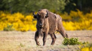 Foto: Foto: Ingolf Koenig-Jablonski