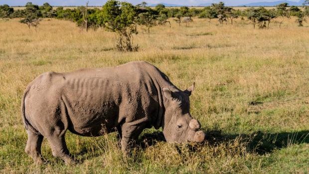 Sudán is one of the last three northern white rhinoceros left in the Ol Pejeta Conservancy in Kenya. Photo: Miroslav Bobek
