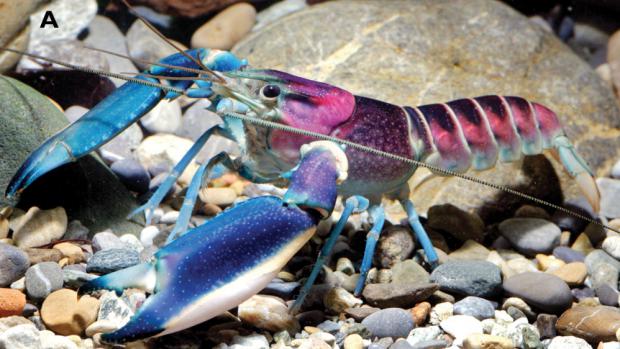 Rak Cherax pulcher zatím nemá české jméno. Měl by se ale jmenovat rak nádherný. Foto Christian Lukhaup