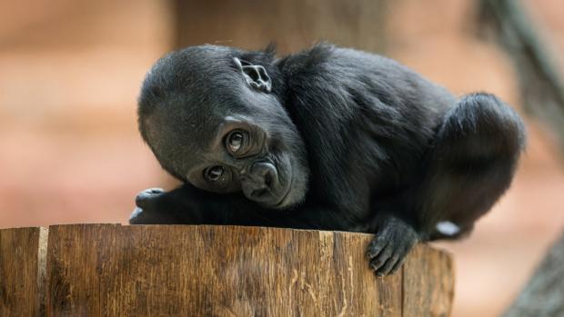 Foto Petr Hamerník, Zoo Praha