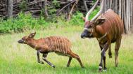 Mládě bonga horského se samicí Dafné, foto: Petr Hamerník, Zoo Praha