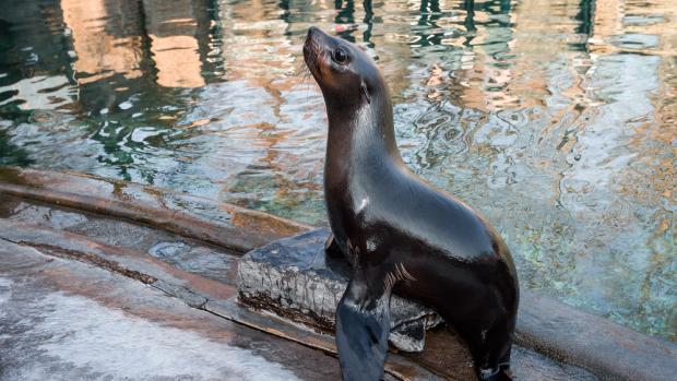 Lachtan jihoafrický Mamut, foto: Petr Hamerník, Zoo Praha