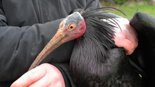 Odchycený 18. ibis, foto: Miroslav Bobek, Zoo Praha