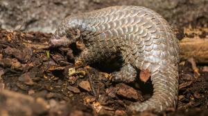 The female Chinese pangolin named Šiška (=pine cone in Czech) was born on February 2nd 2023 and is considered officially bred at the age of six months. Photo: Petr Hamerník, Prague Zoo