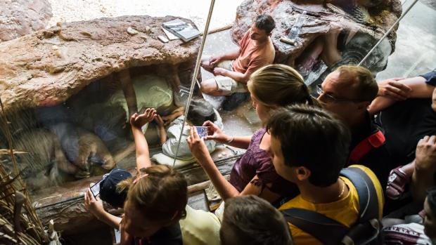 Mládě hrabáče se poprvé představilo návštěvníkům pražské zoo. Foto: Petr Hamerník, Zoo Praha